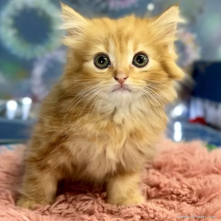 ID：2407-00077の子猫