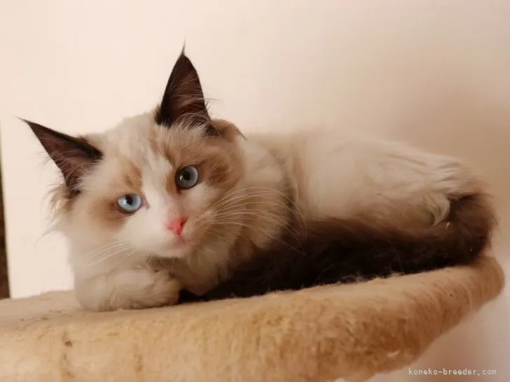 ID:2111-02119の子猫