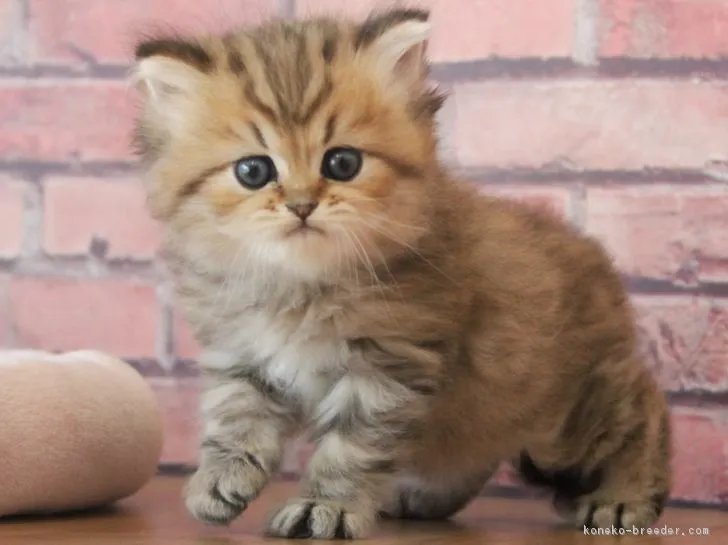 ID:1804-01723の子猫