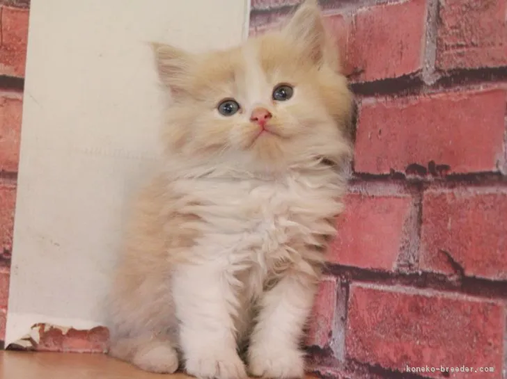 ID：1805-01251の子猫