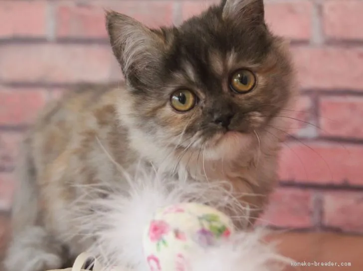 ID:1912-01576の子猫