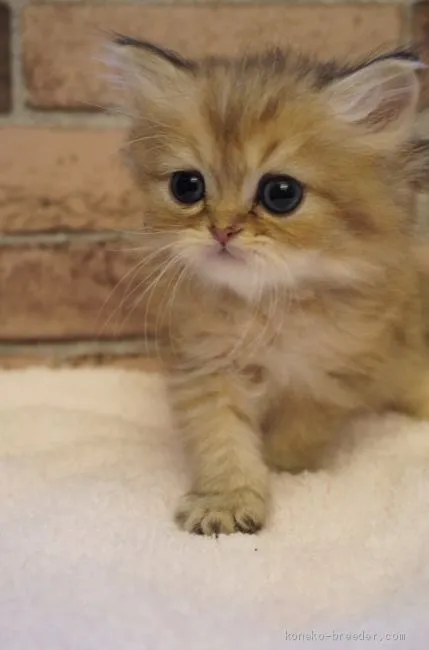 ID：2012-01464の子猫