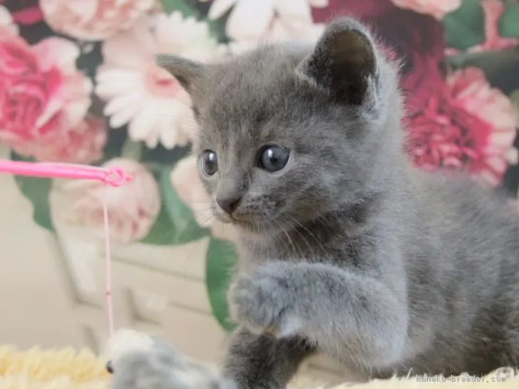 ID:1706-00486の子猫