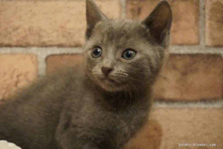 ID：2102-00095の子猫