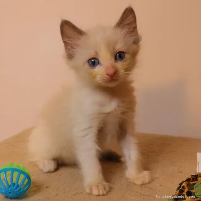ID:2202-00519の子猫