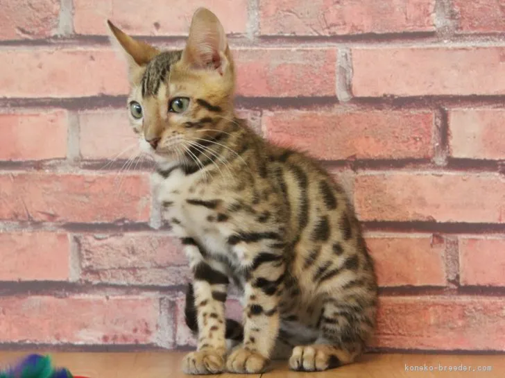ID：1807-00389の子猫