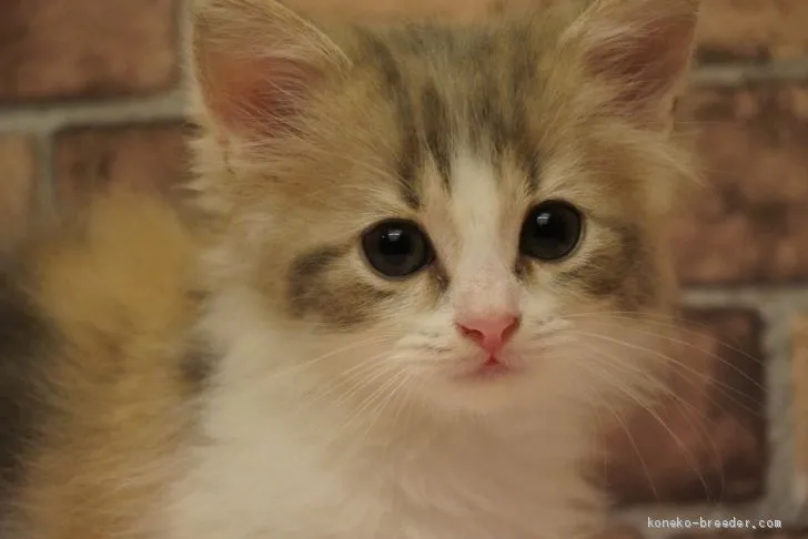 ID：2012-00226の子猫