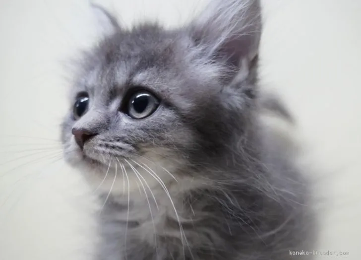 ID：2012-01106の子猫