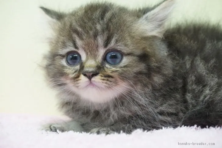ID：2008-02189の子猫