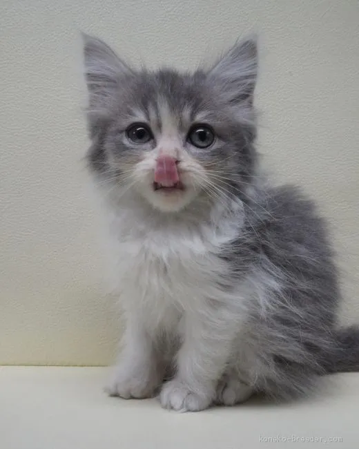 ID：2012-01109の子猫