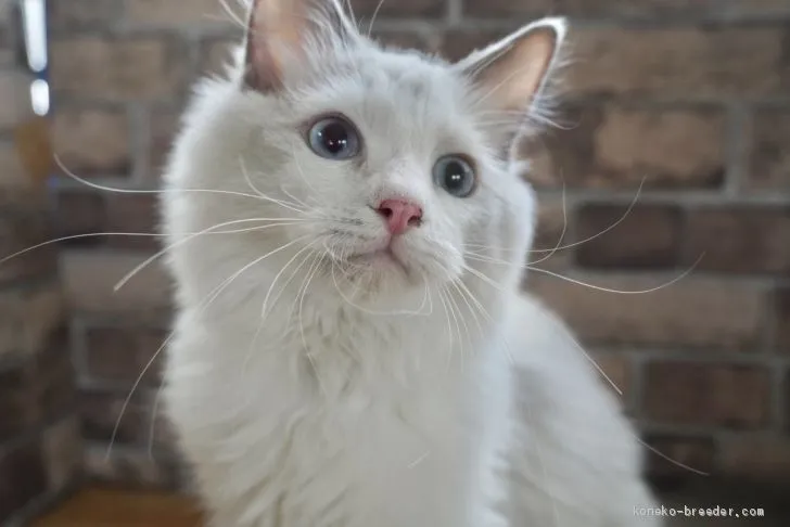 ID:2103-00828の子猫