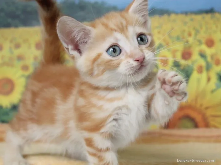 ID：1707-00106の子猫