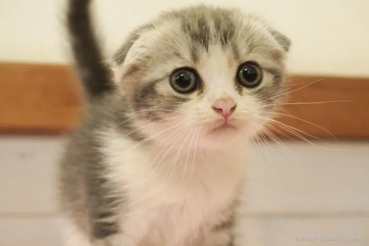 ID：2007-02102の子猫