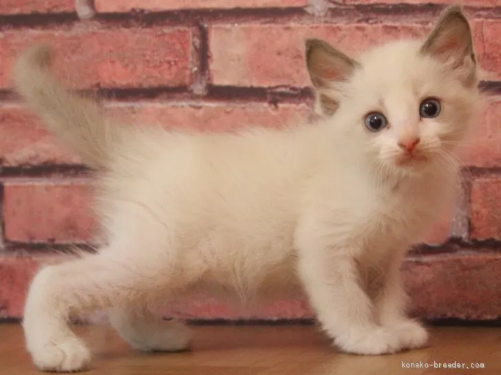 ID：1904-01683の子猫