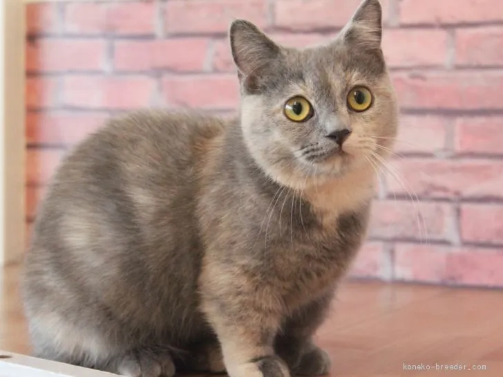 ID:1905-02084の子猫