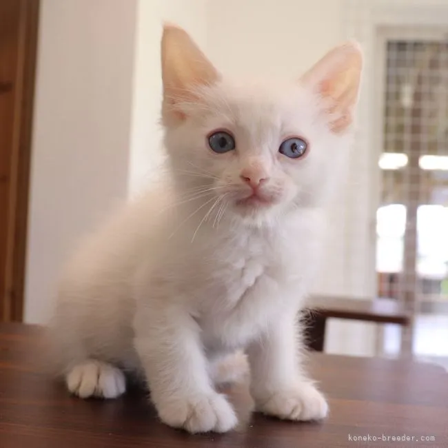 ID：2206-02742の子猫