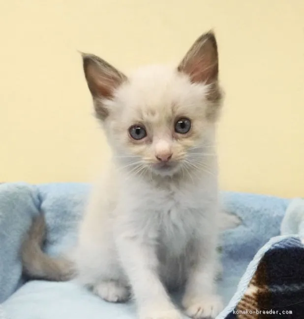 ID：2008-01770の子猫