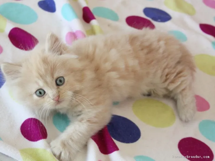 ID：1812-00037の子猫