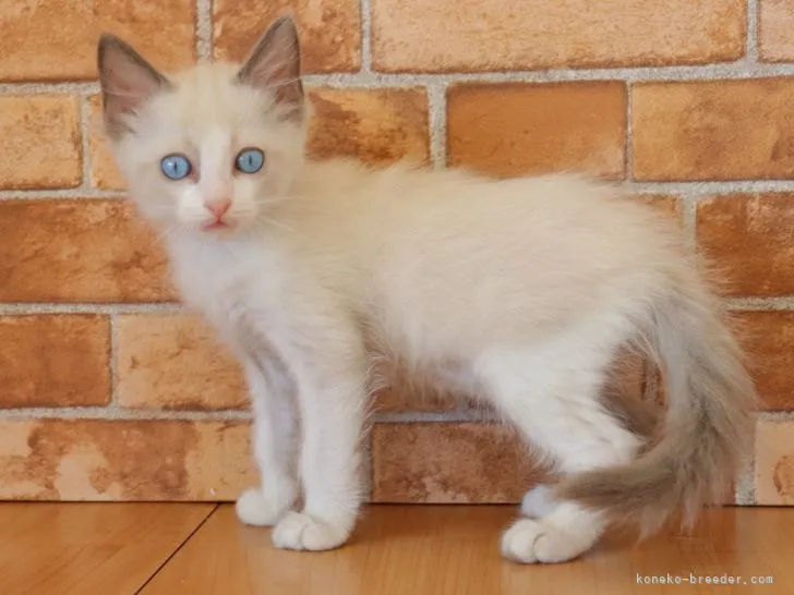 ID:2201-00250の子猫