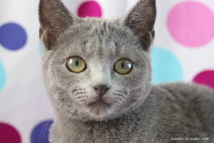 ID：1701-00294の子猫