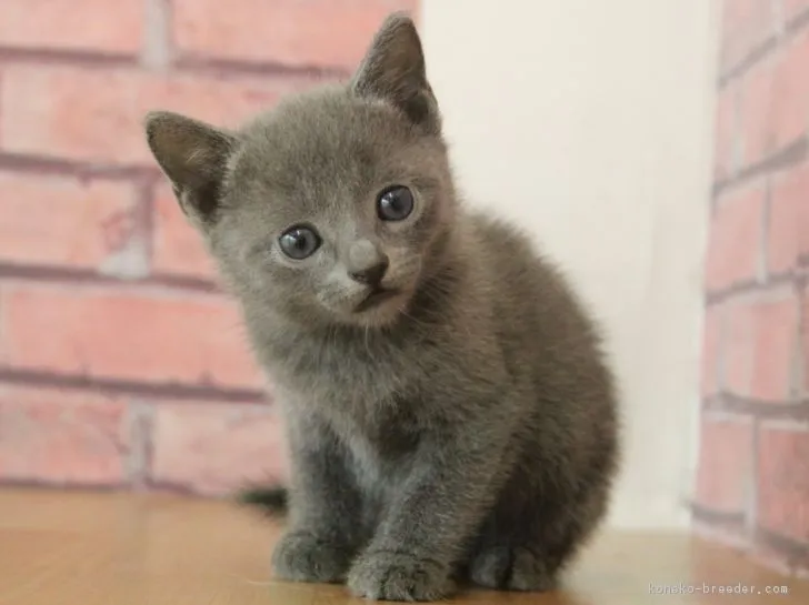 einyan 様のお迎えした子猫