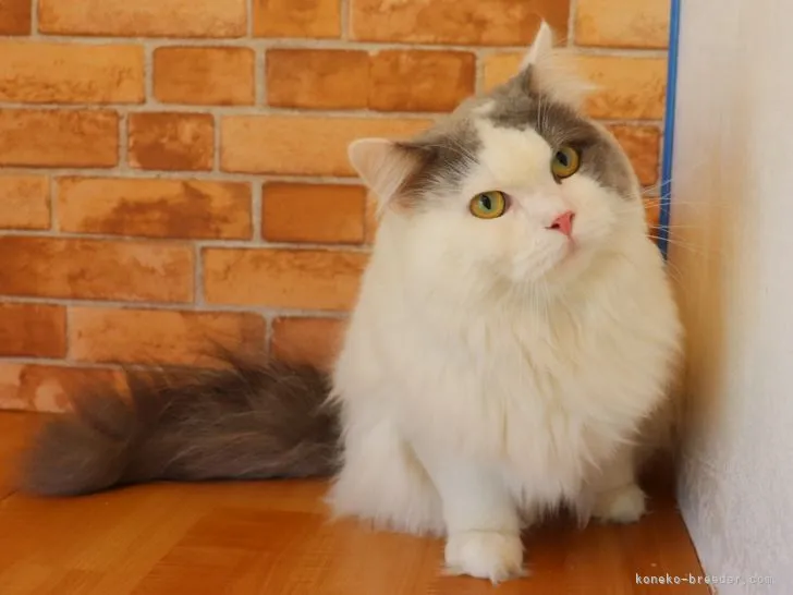 ID：2101-00115の子猫