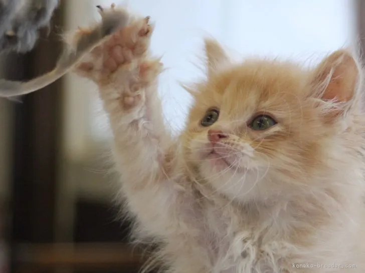 ID：1704-00595の子猫