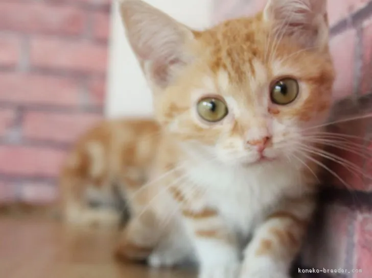 ID:1804-00945の子猫