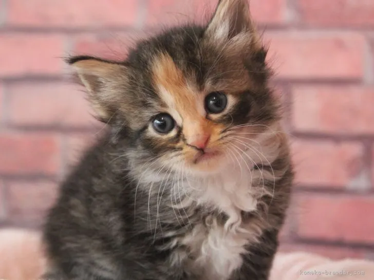 ID:1812-00987の子猫