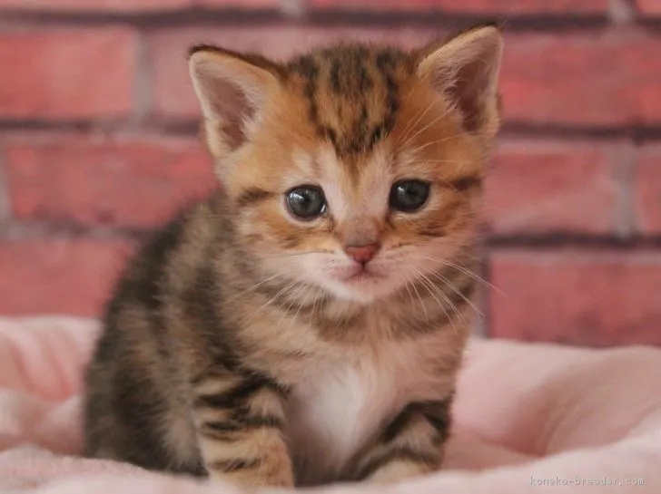 ID:1803-00309の子猫