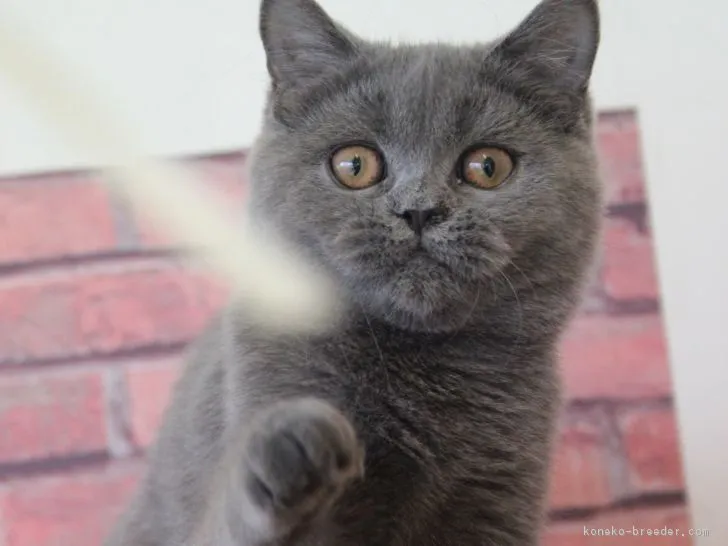 ID:1811-01366の子猫