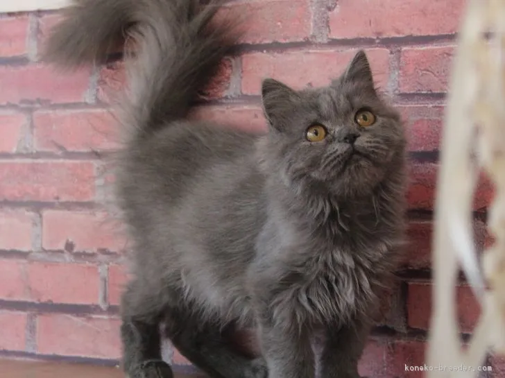 ID：1812-00041の子猫