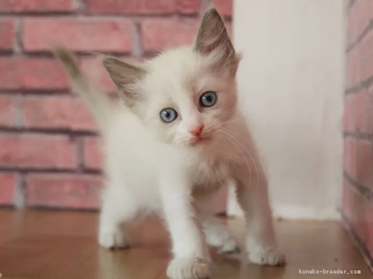 ID：1904-00644の子猫