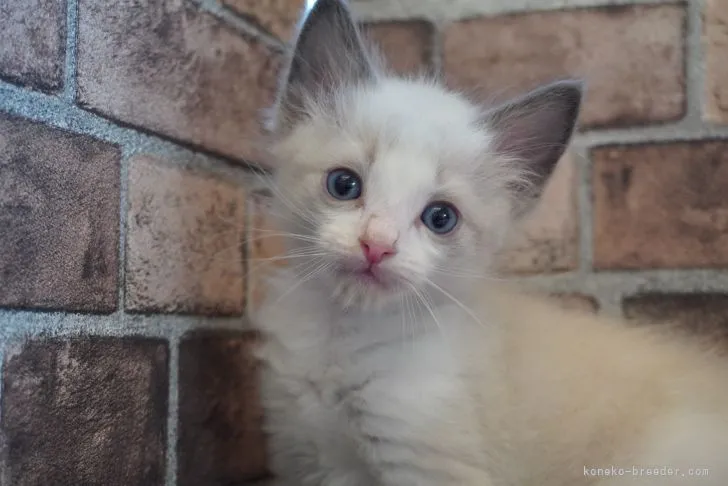 ID:2103-01931の子猫
