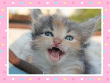マンチカン×ノルウェージャン【埼玉県・女の子・2017年10月14日・キャリコ】の写真「元気いっぱい！！短足❤️❤️❤️」