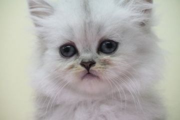 ペルシャ(チンチラ)【埼玉県・女の子・2020年7月20日・シルバー】の写真「フワもこ✨美人さんな女の子です。」