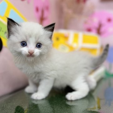 ラグドール【埼玉県・男の子・2024年3月10日・シールポイントバイカラー】の写真「ふわもこのイケメンくん♡」