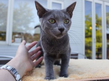 ロシアンブルー【埼玉県・男の子・2017年4月9日・ブルー】の写真「初めて飼う方でも安心サイズ🔰」