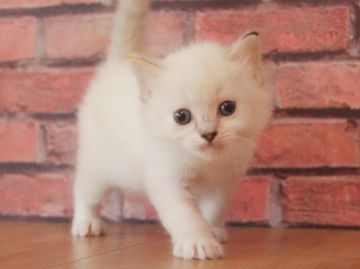 マンチカン×ラグドール【埼玉県・女の子・2018年2月17日・シールポイント】の写真「激かわ❤️足長お姫様👸🏼💖」