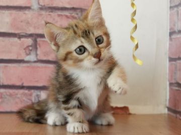 マンチカン×ノルウェージャン【埼玉県・女の子・2018年6月17日・キャリコ】の写真「大人気Mix😊🙌🏻短足ちゃん❤️❤️」