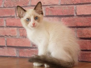 ラグドール【埼玉県・男の子・2018年11月30日・シールポイントバイカラー】の写真「初めて飼う方でも安心サイズ🔰」