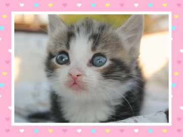 マンチカン×ノルウェージャン【埼玉県・男の子・2017年10月14日・ブラウン&ホワイト】の写真「甘えん坊！！短足💙💙💙」