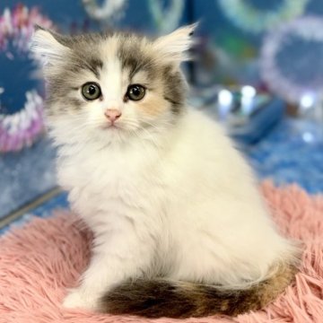 サイベリアン【埼玉県・女の子・2024年6月5日・ダイリュートキャリコ】の写真「パステルカラーが超キュート」