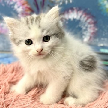 サイベリアン【埼玉県・女の子・2024年6月19日・シルバータビー&ホワイト】の写真「両親遺伝子検査以上なし
優しいお顔の女の子♪」