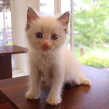 ラグドール【埼玉県・男の子・2022年4月25日・ブルーポイントバイカラー】の写真「両親遺伝子検査異常なし🍀」