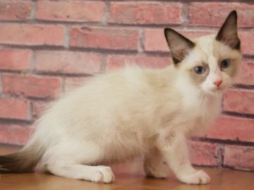 ラグドール【埼玉県・男の子・2018年11月30日・シールポイントバイカラー】の写真「初めて飼う方でも安心サイズ🔰」