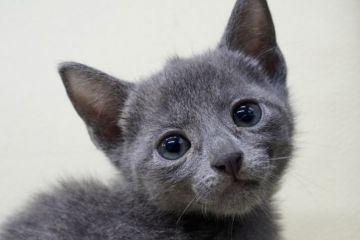 ロシアンブルー【埼玉県・男の子・2020年8月8日・ブルー】の写真「甘えん坊な男の子です💓」