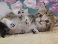 マンチカン×ノルウェージャンフォレストキャット【埼玉県・女の子・2017年4月29日・キャリコ】の写真2