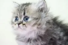 ペルシャ(チンチラ)【埼玉県・女の子・2020年7月20日・ゴールデン】の写真2