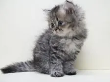 ペルシャ(チンチラ)【埼玉県・女の子・2020年7月20日・ゴールデン】の写真3